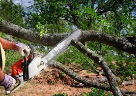 Best Tree Removal  in Farmington, MS