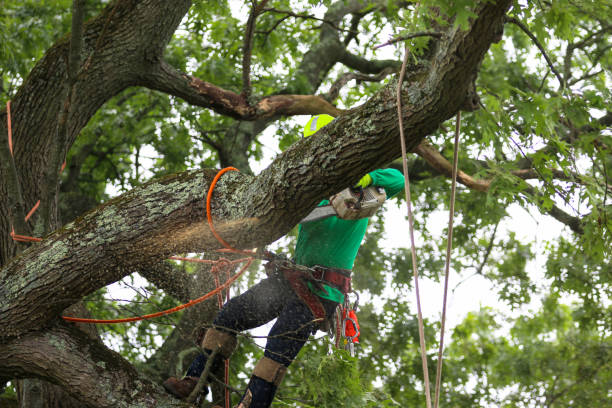 Professional Tree Services in Farmington, MS