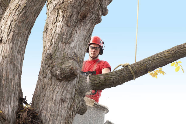 How Our Tree Care Process Works  in  Farmington, MS